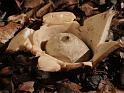 Earth star